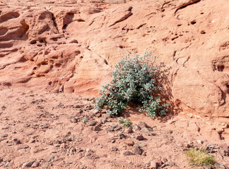 A lonely  plant grows in the rocks in the national park Timna, near the city of Eilat, in southern Israel