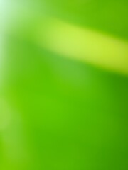 Illustration photo of green leaves for wallpaper or background