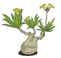botanical plant