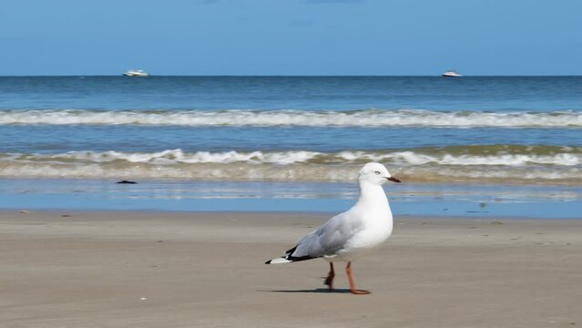 Walking Seagull on Sand Seagull Walking by Sea Seagull Walk on Beach