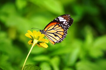 Fototapeta premium butterfly on a yellow flower