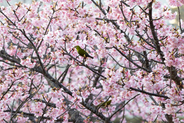 Fototapeta premium 桜