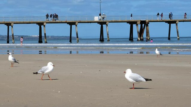 Seagull Walk at Glenelg Beach Jetty on Beach by Jetty Seagull 