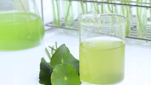 Centella asiatica leaves and green water in biological test tubes, science experiment