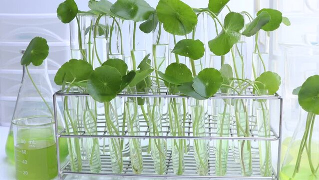 Centella asiatica leaves and green water in biological test tubes, science experiment