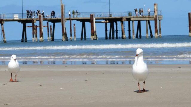 Seagull on Beach Glenelg Jetty Seagull on Sand Seagull by Sea