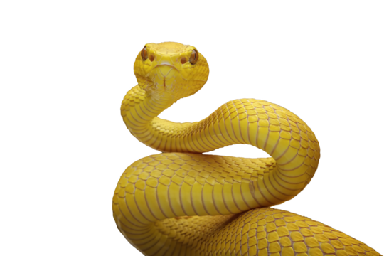 Yellow White-lipped Pit Viper (Trimeresurus insularis), close-up yellow viper snake