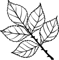 Sunset memory rose png.Beautiful flower on transparent background.