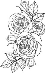 Sunset memory rose png.Beautiful flower on transparent background.