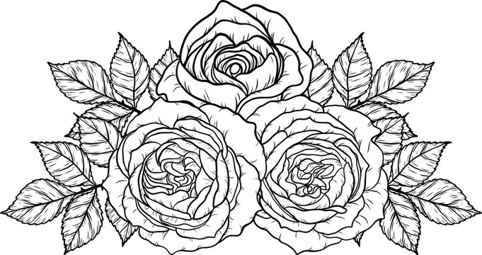 Sunset memory rose png.Beautiful flower on transparent background.