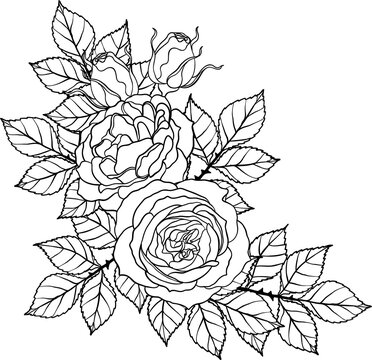 Sunset memory rose png.Beautiful flower on transparent background.