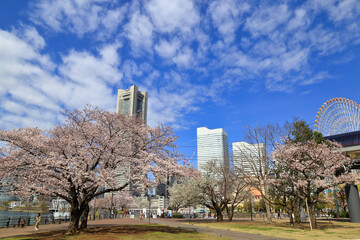 横浜のみなとみらいの桜