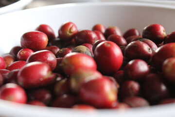 North Sumatra organic coffee harvest. 