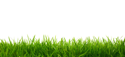 Side view of short grass isolated on white background.