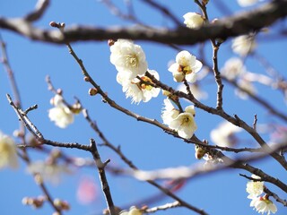 梅の花
