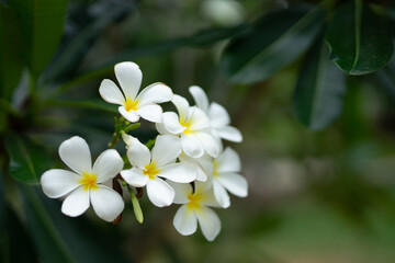 Fototapeta premium Zanzibar's tropical climate is perfect for producing these stunning, colorful flowers. This photo captures their beauty in full bloom, with the sun shining bright in the background