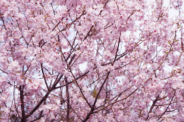 満開の桃色桜と青い空