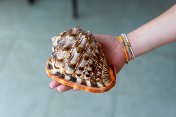 A gorgeous seashell from Zanzibar rests delicately in the palm of your hand, captured in a photo on a sunny day at the beach. The intricate patterns of the shell are a stunning testament to the beauty
