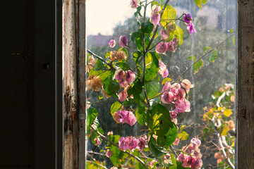 Buganvilla alla finestra