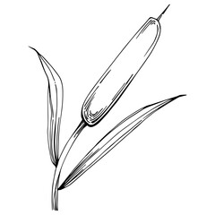 Sketch reeds leaves isolated, suitable for nature concept, summer and holiday. Black and white clip art isolated. Antique vintage engraving illustration for emblem. Herbal medicine.