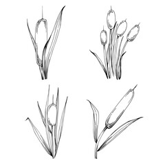 Sketch reeds leaves isolated, suitable for nature concept, summer and holiday. Black and white clip art isolated. Antique vintage engraving illustration for emblem. Herbal medicine.