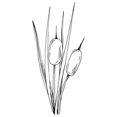 Sketch reeds leaves isolated, suitable for nature concept, summer and holiday. Black and white clip art isolated. Antique vintage engraving illustration for emblem. Herbal medicine.