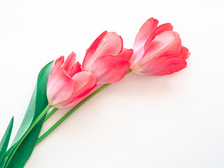 Bright delicate pink spring flowers tulips on a white background with a place for text