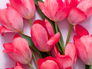 delicate pink flowers are tulips