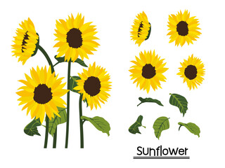 set of sunflowers