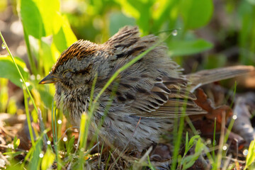 Fluffed Lincoln's sparrow sleeping in the grass in the garden.
