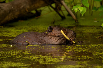 Beaver is eating a branch in the water with duckweeds under trees.