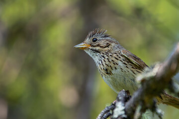 Alerted Lincoln's sparrow is perched on a branch with lichen in the forest.