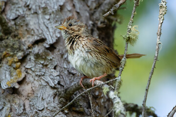 Alerted Lincoln's sparrow is perched on a branch with lichen in the forest.