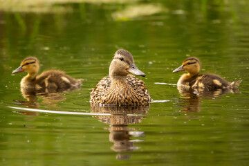 Green-winged teal with babies swimming in the pond  among plants.