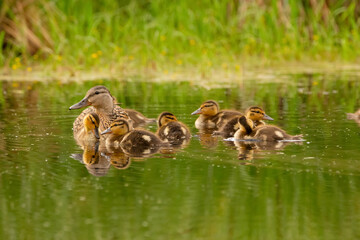 Green-winged teal with babies swimming in the pond  among plants.