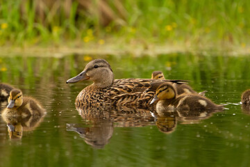 Green-winged teal with babies swimming in the pond  among plants.