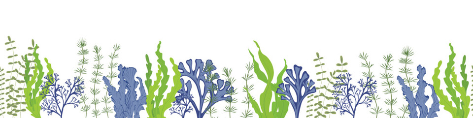 A set of algae. Kelp. Vector stock illustration. Seamless pattern, endless ornament, horizontal border. Aquarium, underwater world. The bottom of the sea.  © Мария Василенко