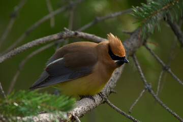 Bird Cedar waxwing is looking for insects on spruce tree.