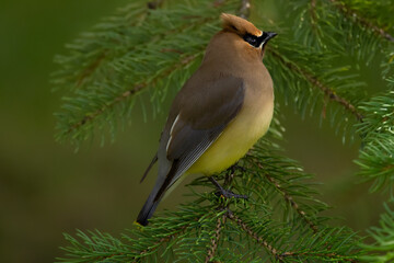 Bird Cedar waxwing is looking for insects on spruce tree.