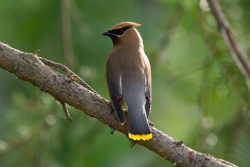 Bird Cedar waxwing is looking for insects on spruce tree.