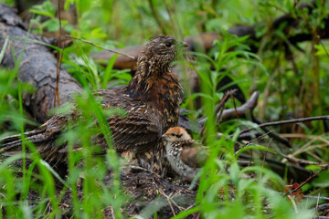 Ruffed grouse with babies under wings in the forest after rain.