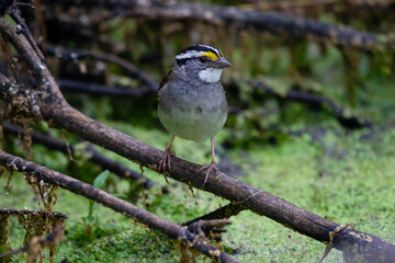 White-throated sparrow is sitting on a branch in the forest wetland.
