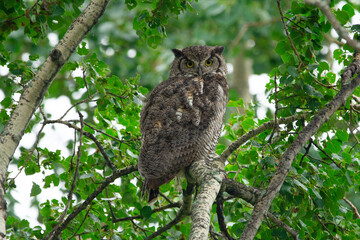 Juvenile Great Horned owl is sitting on the branch of the tree.