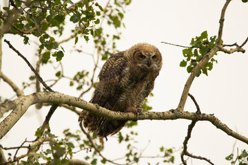 Juvenile Great Horned owl is sitting on the branch of the tree.
