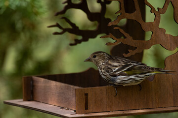 Pine siskin is eating in the bird feeder in the summer garden.