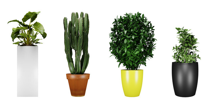 plant in a vase isolated on transparent background, 3d render illustration.