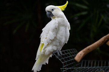 sulphur-crested cockatoo at Bloedel Conservatory, Vancouver BC. 