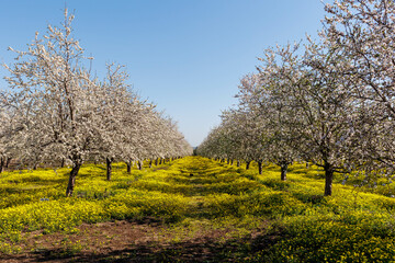 Obraz premium Almond trees in the garden. Almond blossom fell exactly on the Jewish holiday of Tu Bishvat. February, 2023.