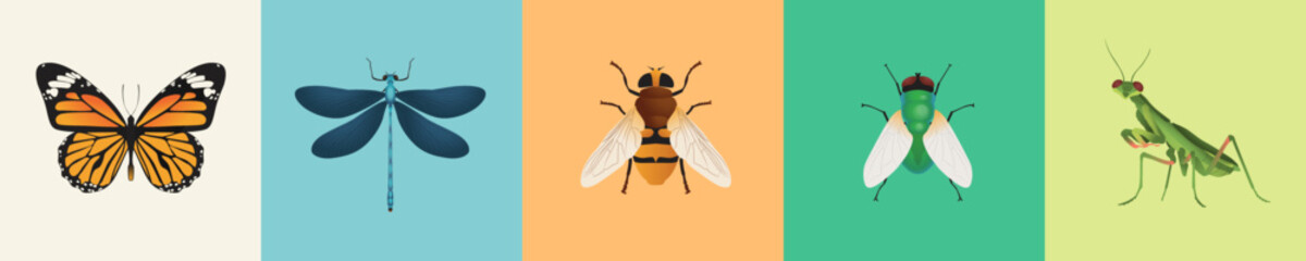 Set Collection Flying Insect. Grasshopper, Butterfly, Bee, Flies,
