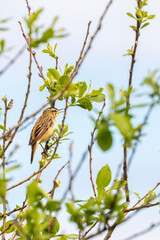 Singing Sedge warbler on a branch in a tree